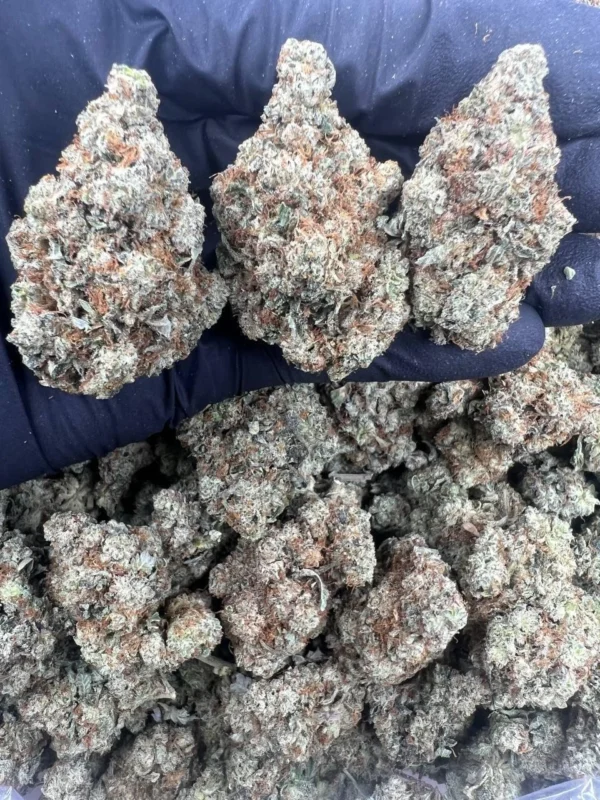 Gorilla Glue Strain