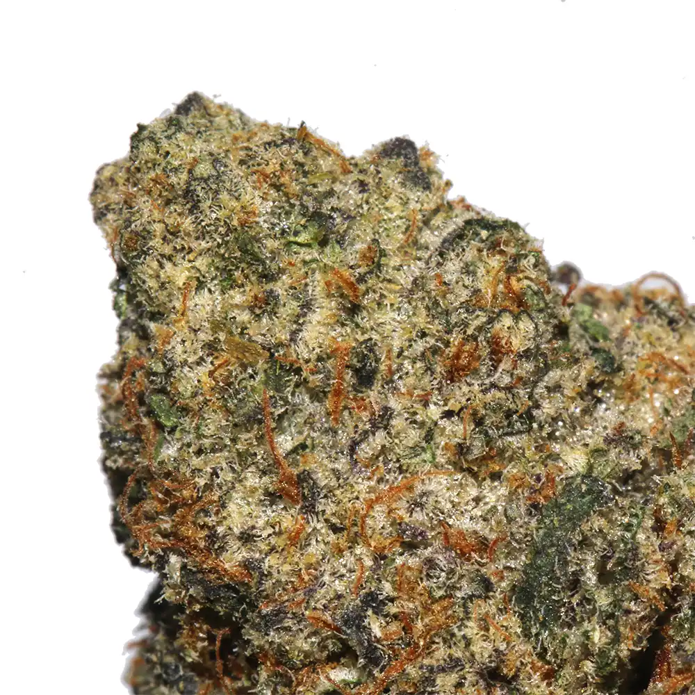 Gummy Buns - Image 4